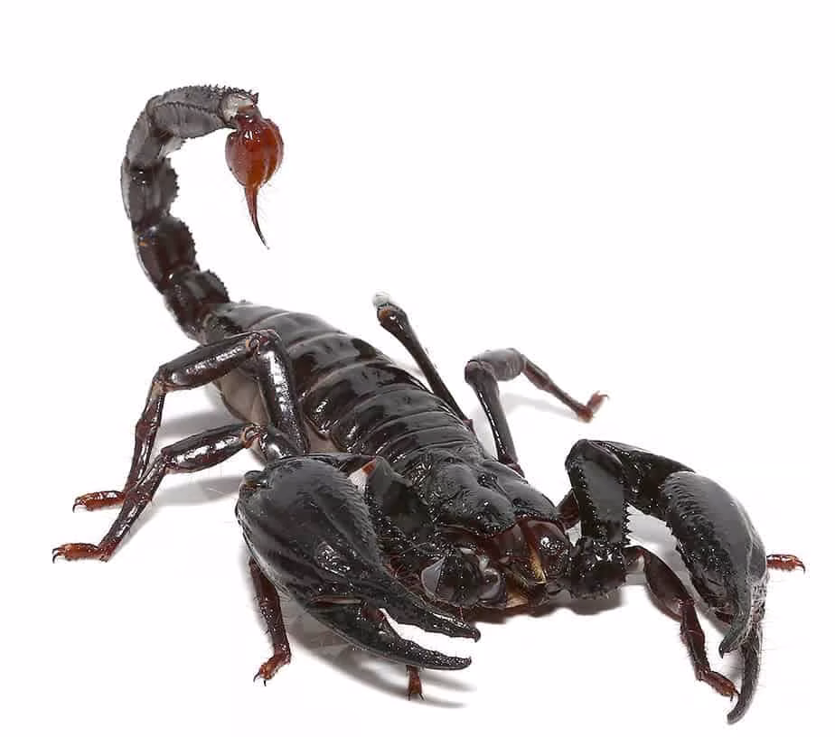 malaysian-forest-scorpion malaysian forest scorpion e1749145034912