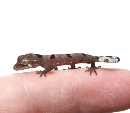 Malaysian Spiny Tailed Gecko