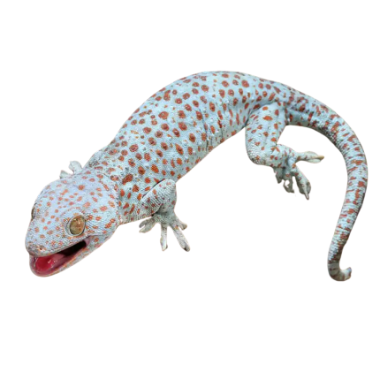Male Blue Razz Tokay Gecko #2