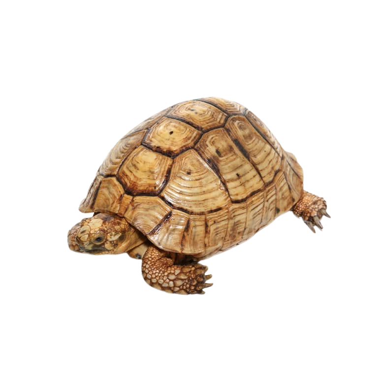 male-golden-greek-tortoise-1 (1) male golden greek tortoise 1 1