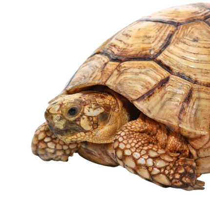 Male Golden Greek Tortoise #1
