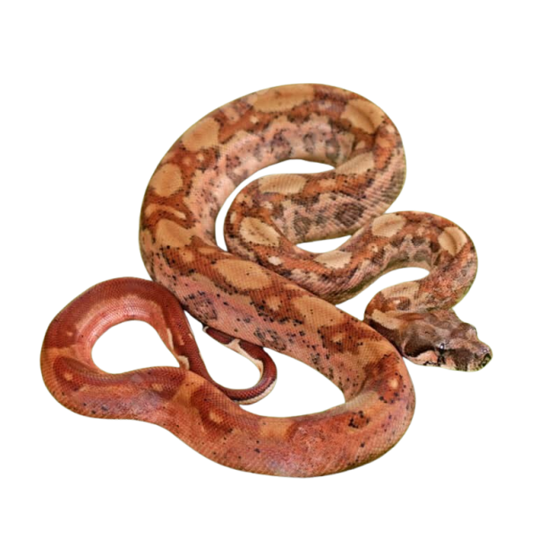 Male Hypo Onyx Het Honduran T+ Boa