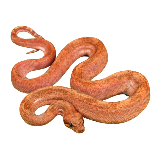 Male Hypo Super Onyx Honduran T+ Boa