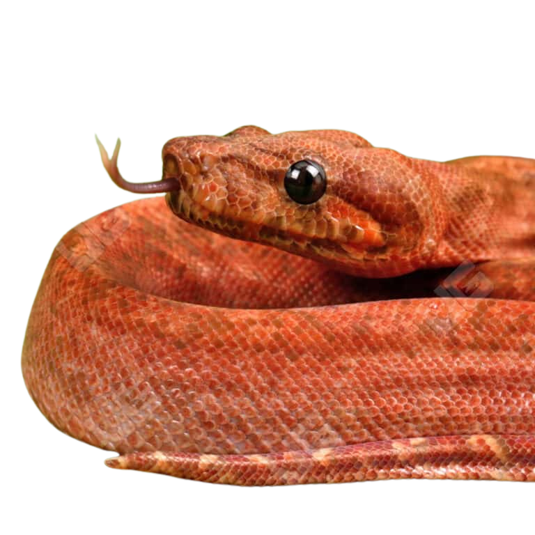 male-hypo-super-onyx-honduran-t-boa (2) male hypo super onyx honduran t boa 2