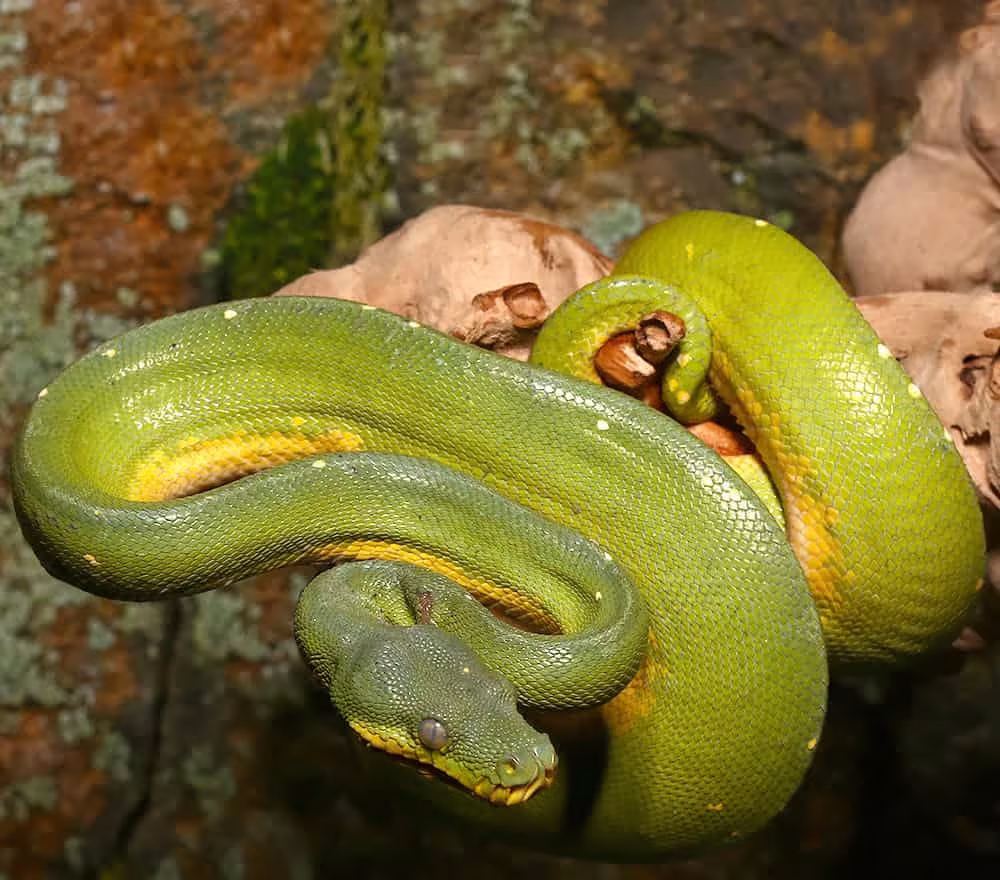 male-jayapura-green-tree-python-6 male jayapura green tree python 6 e1747061470781