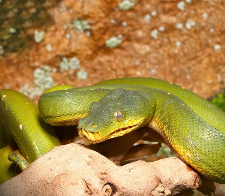 male-jayapura-green-tree-python-6 male jayapura green tree python 6 e1747061496461