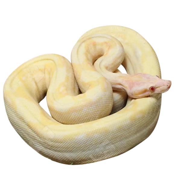 Male Kahl Albino 66% Het Blood & Leopard 2021 Boa #B20