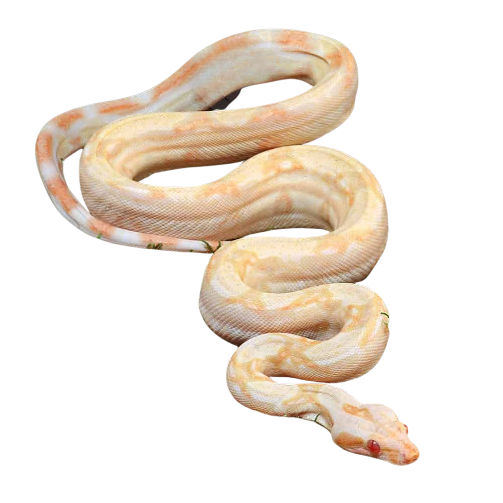 male-kahl-albino-het-leopard-boa-b77 (1) male kahl albino het leopard boa b77 1