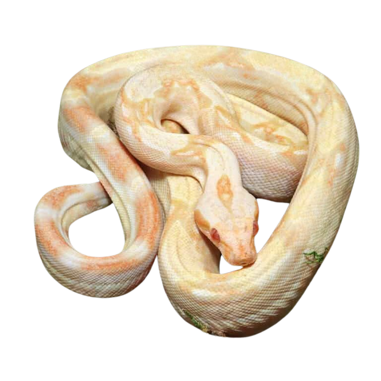 male-kahl-albino-het-leopard-boa-b77 (2) male kahl albino het leopard boa b77 2