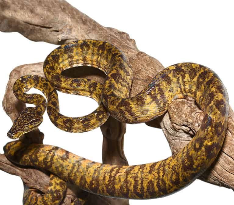 male-leopard-phase-amazon-tree-boa male leopard phase amazon tree boa e1747054885729