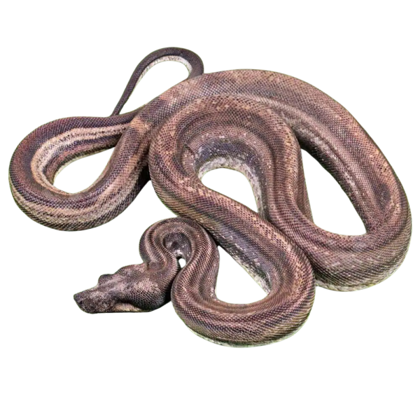 Male Motley Double Het Albino Leopard Boa #B79