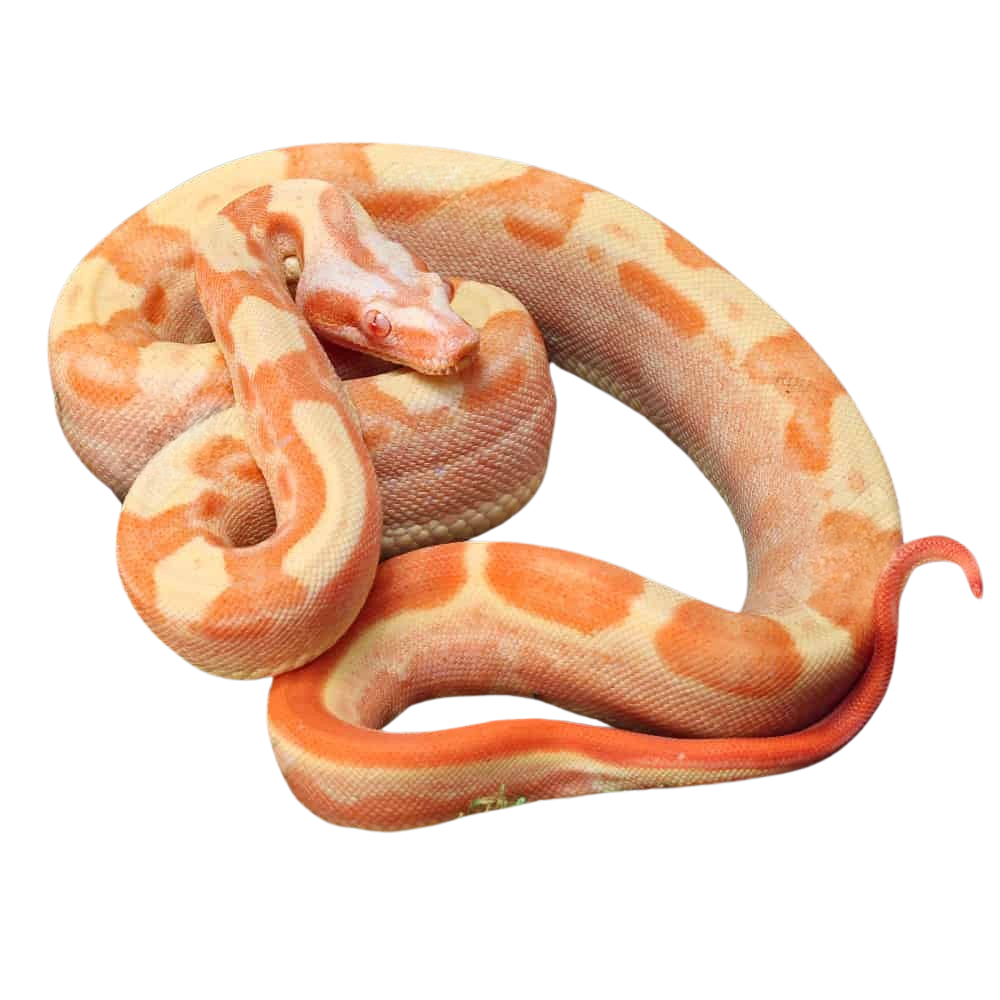 male-motley-sharp-sunglow-blue-line-boa (1) male motley sharp sunglow blue line boa 1