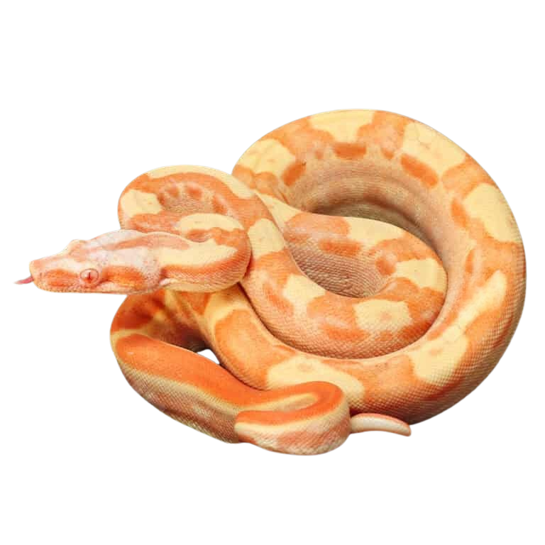 male-motley-sharp-sunglow-blue-line-boa (2) male motley sharp sunglow blue line boa 2