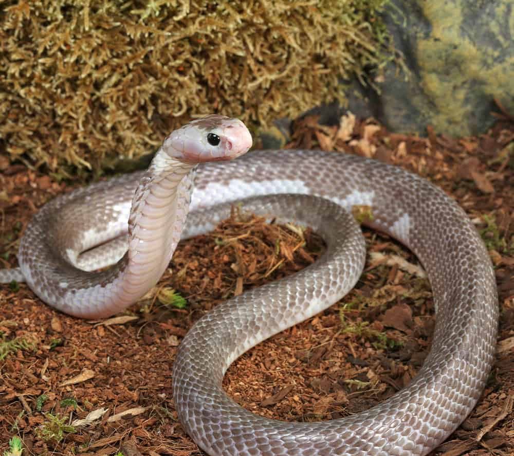 male-pied-indonesian-spitting-cobra (2) male pied indonesian spitting cobra 2 e1739890900499
