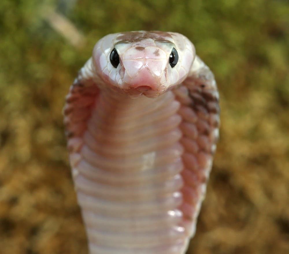 male-pied-indonesian-spitting-cobra (3) male pied indonesian spitting cobra 3 e1739890871645