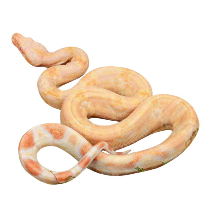 male-pos-super-hypo-sharp-sunglow-full-blood-blue-line-2022-boa-b101 (1) male pos super hypo sharp sunglow full blood blue line 2022 boa b101 1