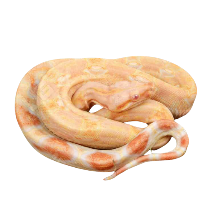 male-pos-super-hypo-sharp-sunglow-full-blood-blue-line-2022-boa-b101 (2) male pos super hypo sharp sunglow full blood blue line 2022 boa b101 2
