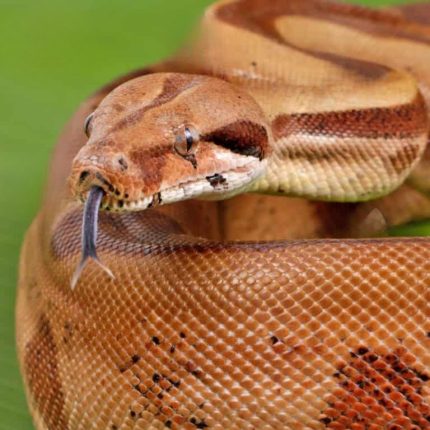 Male Russo Red Pastel Hypo Het Sterling 2020 Boa