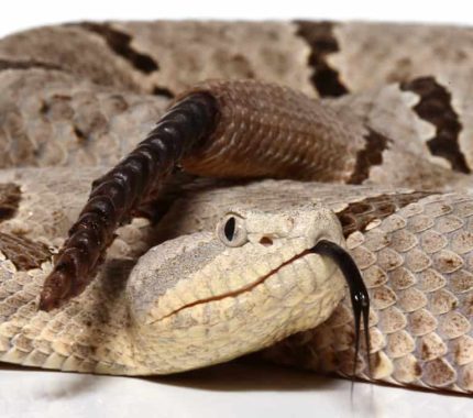 Male Tamilaupin Rock Rattlesnake