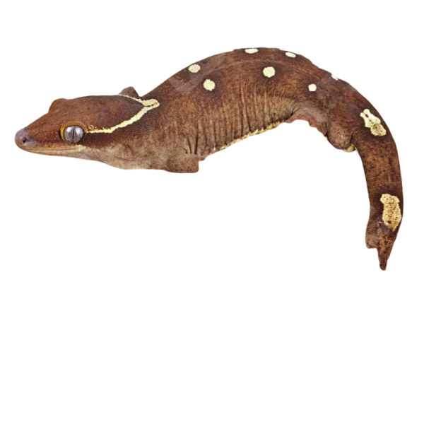 Male White Collar Sarasinorum Gecko
