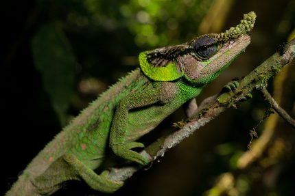 Malthe’s Green Eared Chameleon