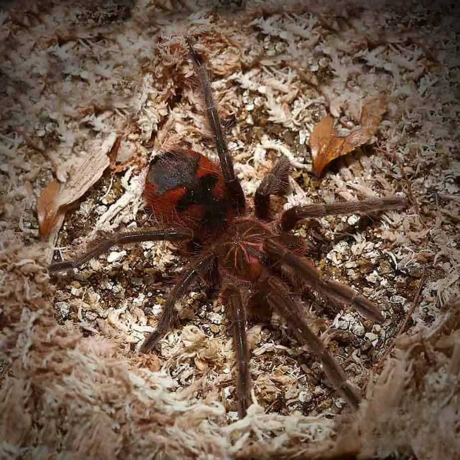 manabi-giant-birdeater-tarantula-75-–-1 manabi giant birdeater tarantula 75 – 1