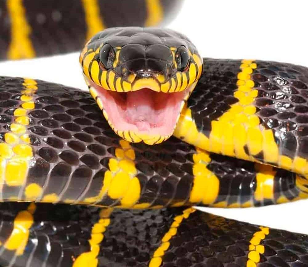 mangrove-snake (1) mangrove snake 1 e1746380974383