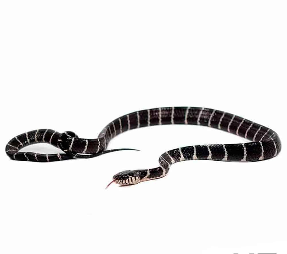 mangrove-snake (2) mangrove snake 2 e1746380995435