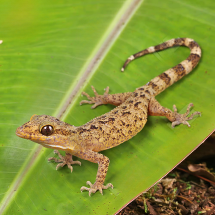 Marbled Bow-Fingered Gecko
