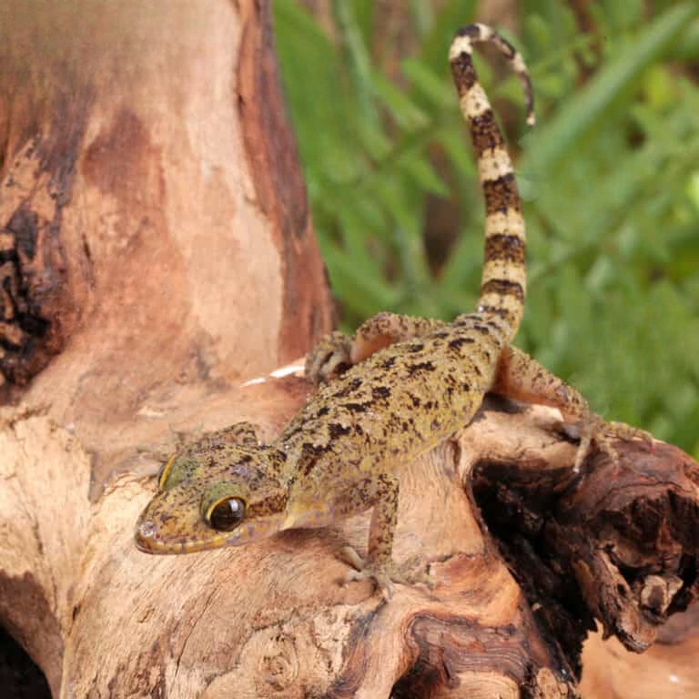 marbled-bow-fingered-gecko marbled bow fingered gecko
