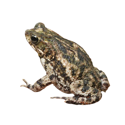 Marbled Toad