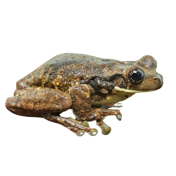 Marbled Tree Frog