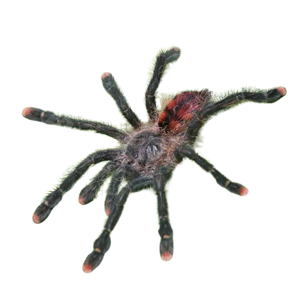 Mardi Gras Pinktoe Tarantula (2”)