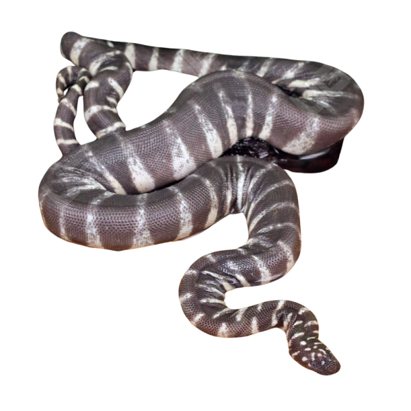 Marine File Snake