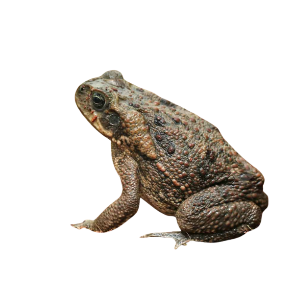 Marine Toad