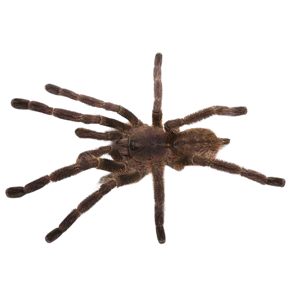 mature-male-wessels-tiger-ornamental-tarantula-4-–-5 (1) mature male wessels tiger ornamental tarantula 4 – 5 1