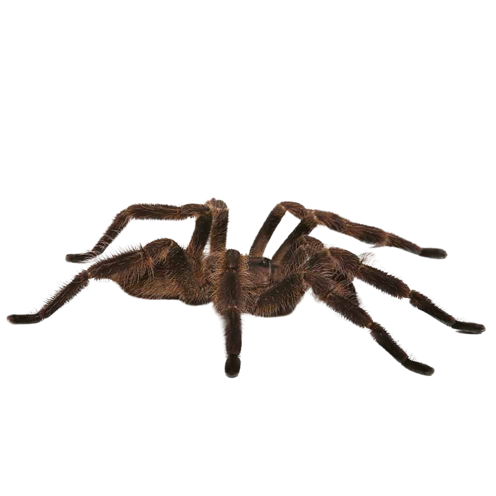 mature-male-wessels-tiger-ornamental-tarantula-4-–-5 (2) mature male wessels tiger ornamental tarantula 4 – 5 2