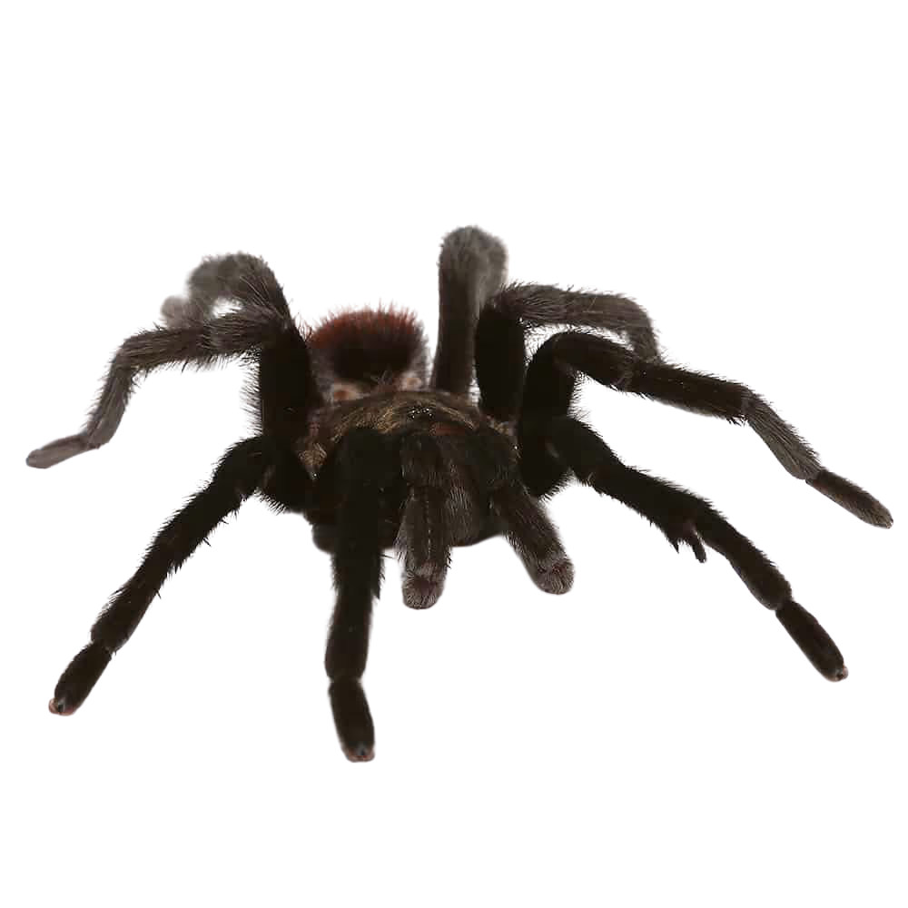 mature-male-yucatan-rust-rump-tarantula-3-–-4 (2) mature male yucatan rust rump tarantula 3 – 4 2