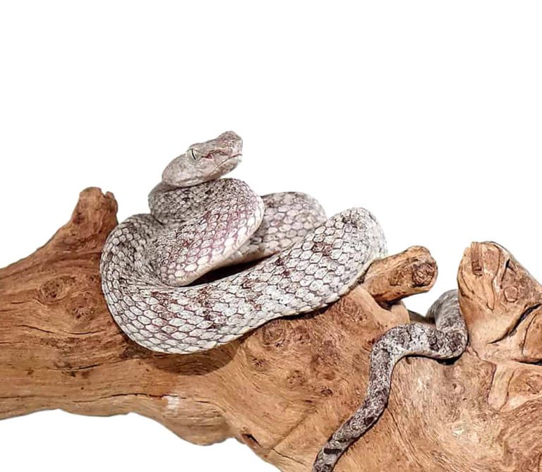 mcgregors-pit-viper mcgregors pit viper e1750094802538