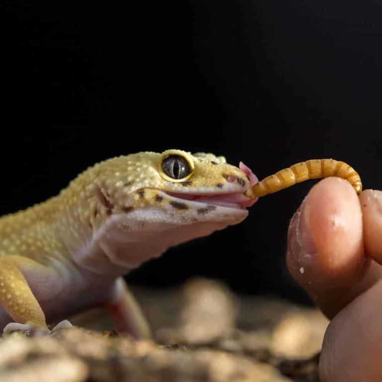 mealworms mealworms 1