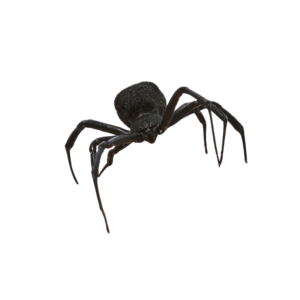 mediterranean-black-widow (1) mediterranean black widow 1