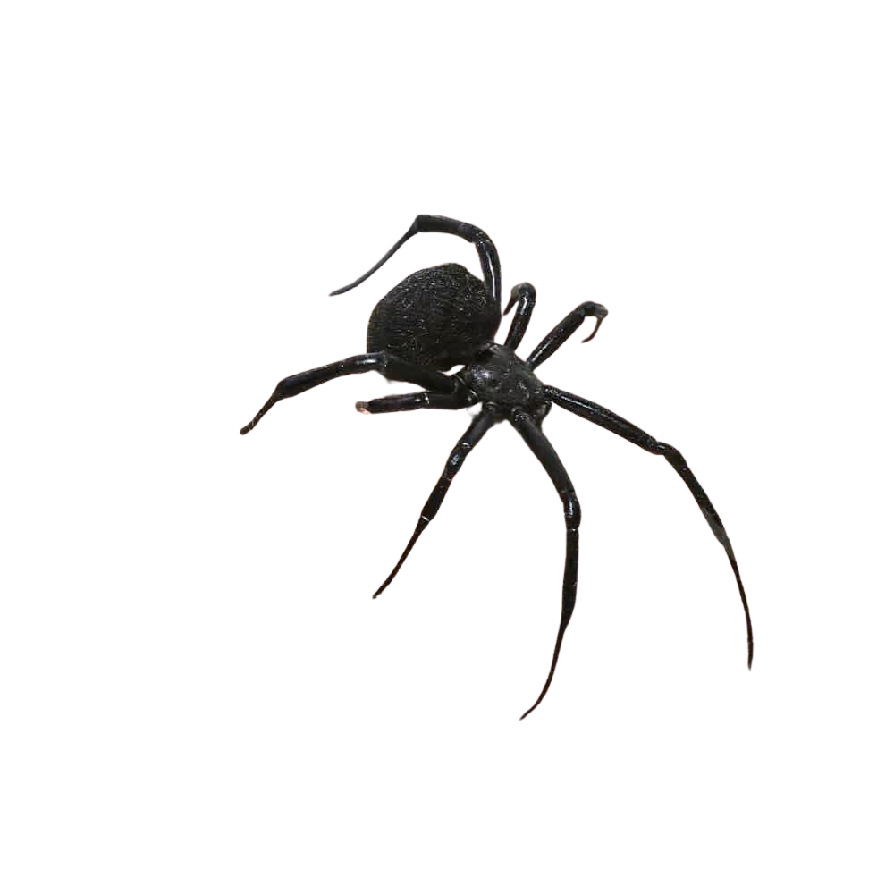 mediterranean-black-widow (2) mediterranean black widow 2