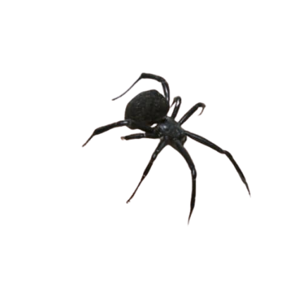 Mediterranean Black Widow Sling (.10-.25″)