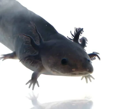 Melanoid Axolotl
