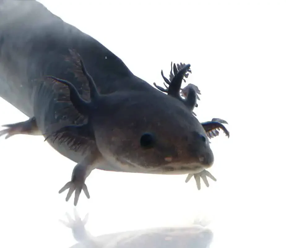 melanoid-axolotl melanoid axolotl e1745860636720