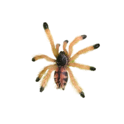 Metallic Pinktoe Tarantula (.25 – .75”)