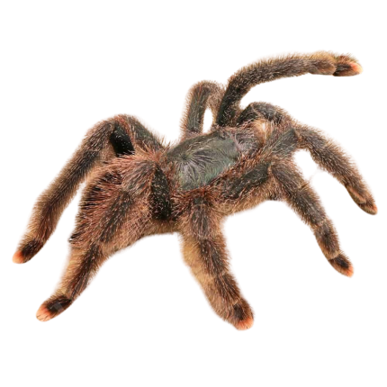 Metallic Pinktoe Tarantula (3 – 5”)