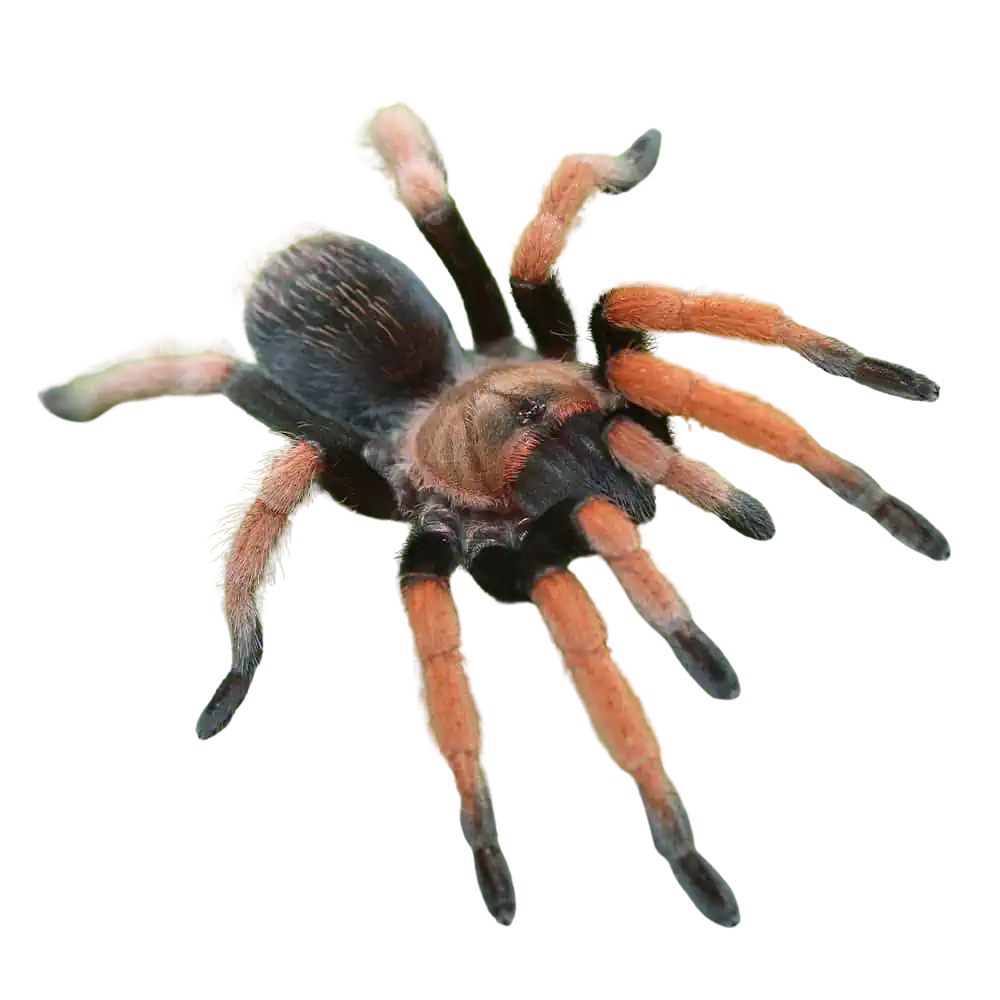mexican-bloodleg-tarantula-1 (2) mexican bloodleg tarantula 1 2