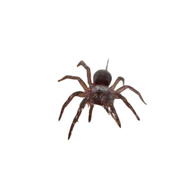 Mexican Curtain Web Spider (.25”)