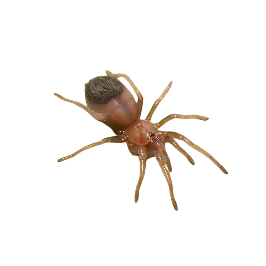 mexican-golden-red-rump-tarantula-5-–-1 mexican golden red rump tarantula 5 – 1
